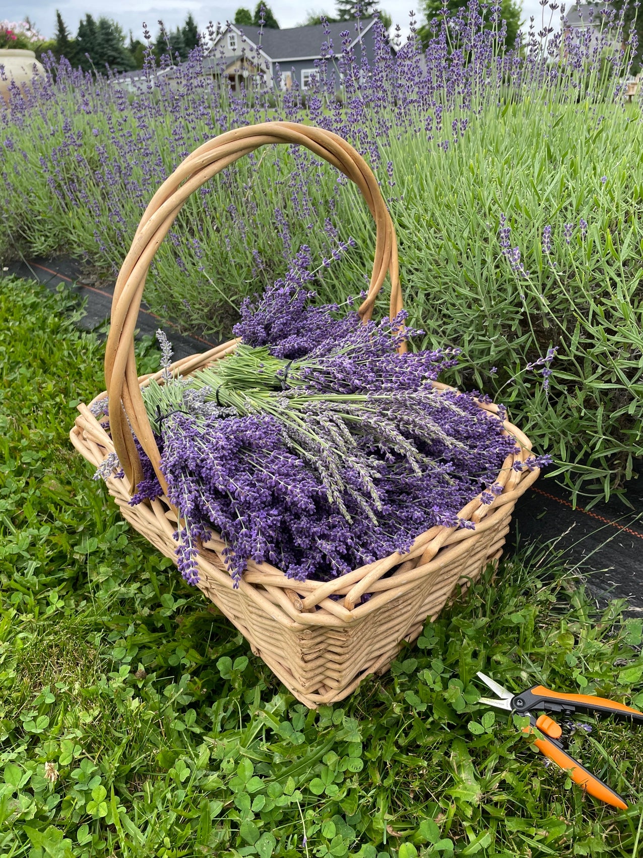 Lavender Honey Lozenges