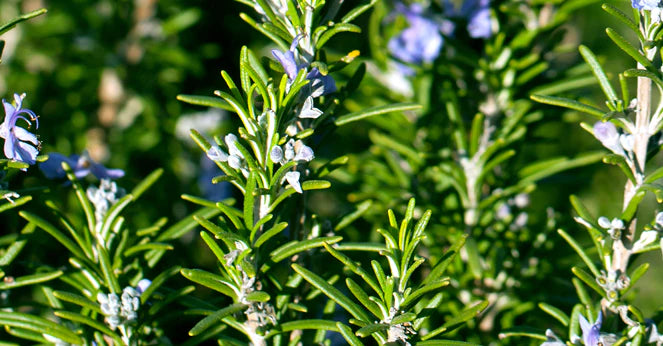 Head Ease Essential Oil Blend
