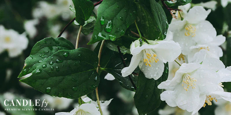 Botanical Spa Candle: Night Jasmine